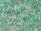 冷季型草坪-早熟禾草坪