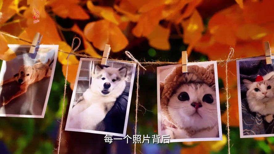 芜湖哪里有宠物殡仪馆，标准化宠物善后，动物无害化处理中心