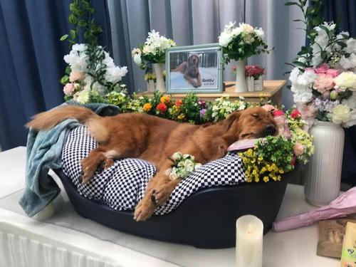 马鞍山正规宠物殡葬公司，标准化宠物善后，十年老店