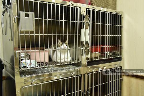 秦皇岛猫猫寄养怎么收费?专业寄养服务，让我们来照顾您的毛孩！