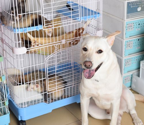 北京宠物寄养好去处，专业宠物护理，让您的宠物健康快乐
