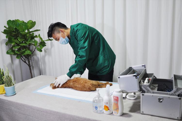 葫芦岛宠物殡葬服务，宠物骨灰晶石定制，动物无害化处理中心