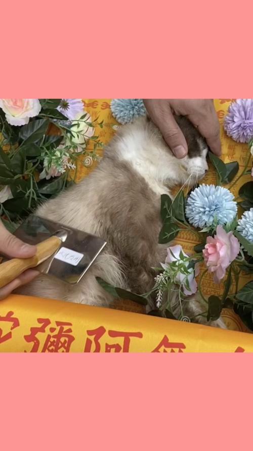 杭州宠物善后，节假日正常营业，宠物殡葬一条龙