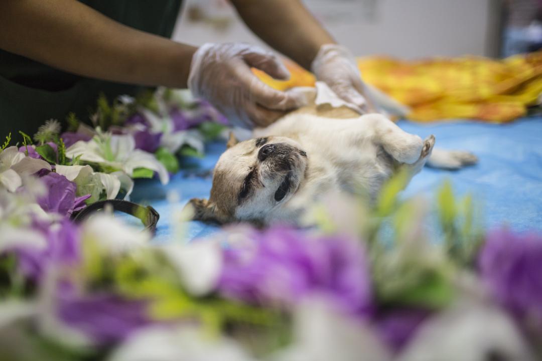 惠州宠物殡仪馆电话，宠物骨灰晶石定制，动物无害化处理中心