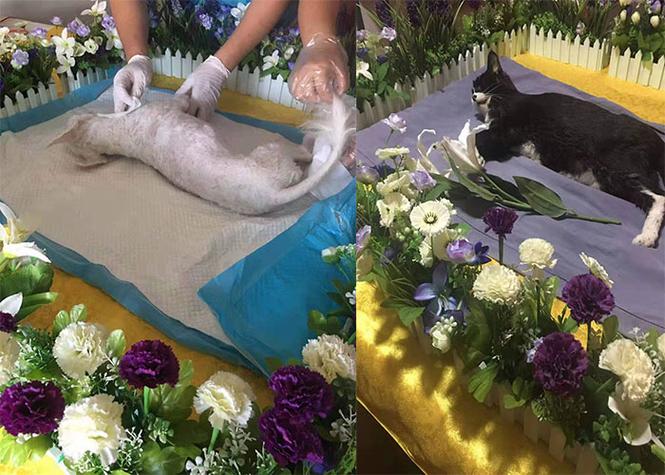 滨州宠物殡葬，标准化宠物善后，宠物殡葬一条龙