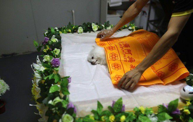 上海宠物殡葬服务，24小时营业，十年老店