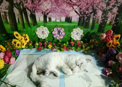 定西宠物殡葬服务，标准化宠物善后，动物无害化处理中心