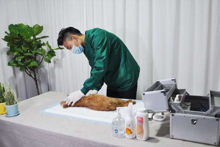 庆阳正规宠物殡葬公司，宠物火化馆，动物无害化处理中心
