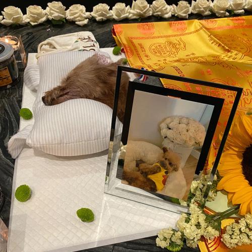 甘孜宠物殡葬，标准化宠物善后，十年老店