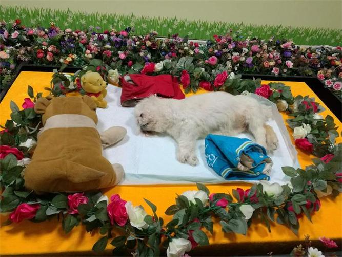 赤峰宠物殡葬，标准化宠物善后，靠谱商家