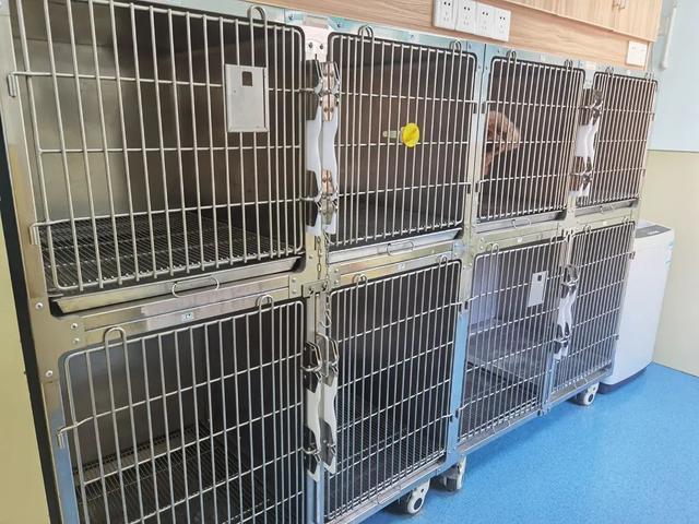 台州宠物寄养中心好去处，提供24小时监控视频