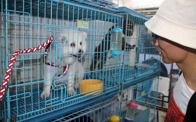 牡丹江长期宠物寄养多少钱一天？专业宠物护理，让您的宠物健康快