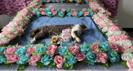 南昌宠物殡葬，24小时营业，动物无害化处理中心