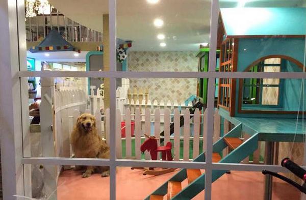 安阳宠物寄养中心好去处，专业宠物护理，让您的宠物健康快乐