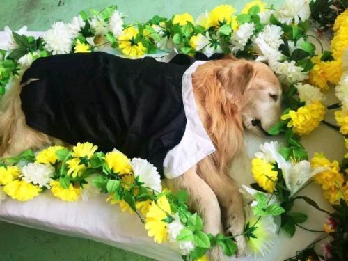 云浮正规宠物殡葬公司，标准化宠物善后，宠物殡葬一条龙