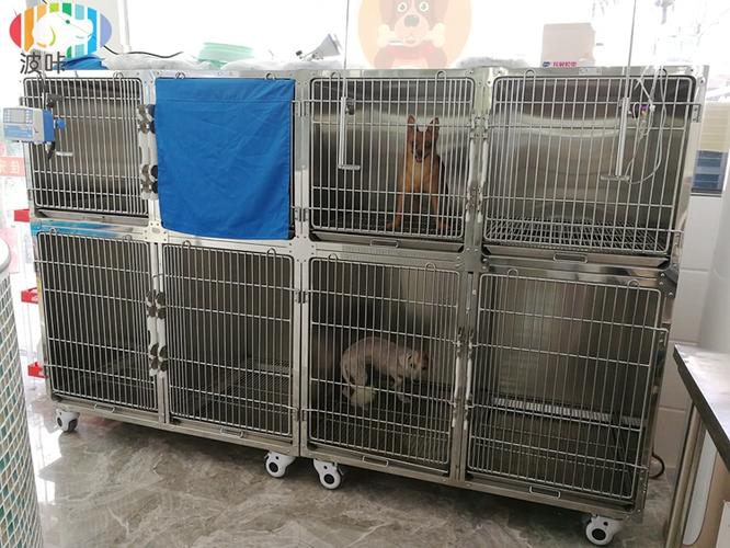 广州猫咪寄养多少钱一天？专业宠物护理，让您的宠物健康快乐