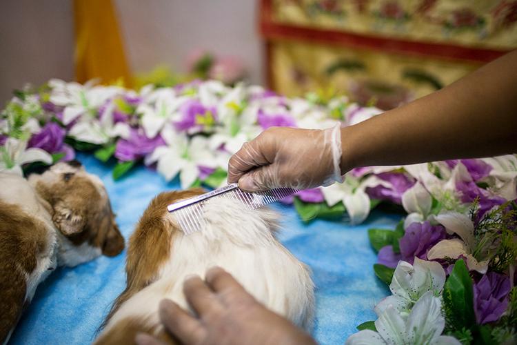 吐鲁番哪里有宠物殡仪馆，宠物骨灰晶石定制，动物无害化处理中心