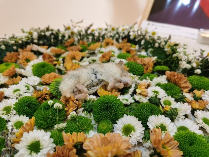 乌兰察布正规宠物殡葬公司，标准化宠物善后，动物无害化处理中心