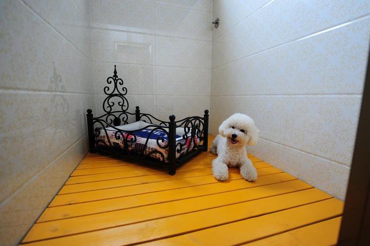 白银宠物狗寄养多少钱一天？专业宠物护理，让您的宠物健康快乐
