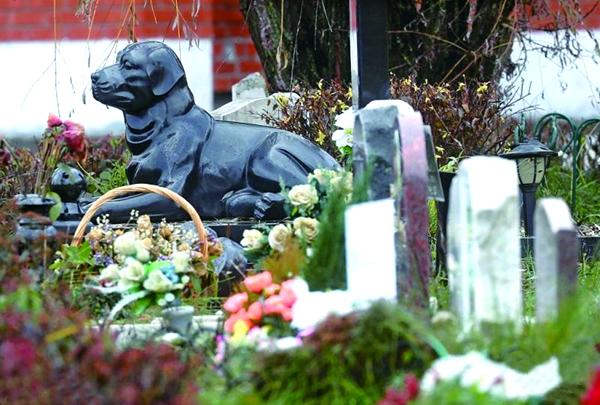 烟台宠物殡葬服务，标准化宠物善后，宠物殡葬一条龙