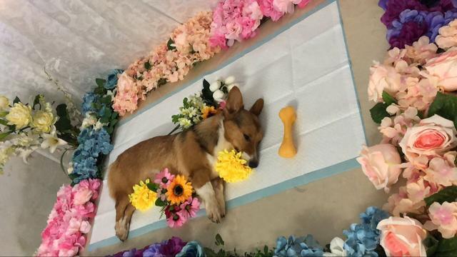 乌兰察布宠物殡葬服务，标准化宠物善后，宠物殡葬一条龙