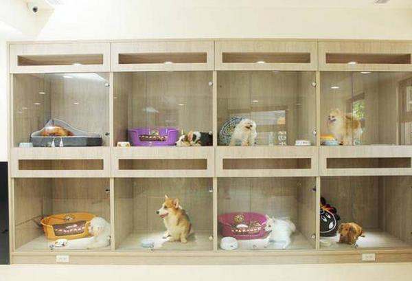 牡丹江狗狗寄养好去处，专业宠物护理，让您的宠物健康快乐