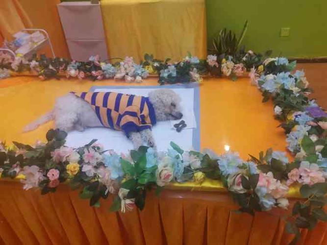 宁波宠物殡葬，24小时营业，十年老店
