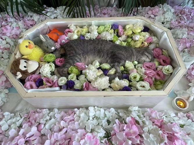 惠州宠物殡葬服务，标准化宠物善后，宠物殡葬一条龙