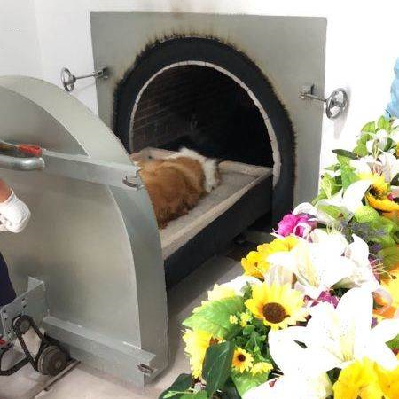 江门火化一只宠物多少钱，24小时营业，动物无害化处理中心