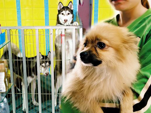 漯河宠物寄养中心好去处，专业宠物护理，让您的宠物健康快乐
