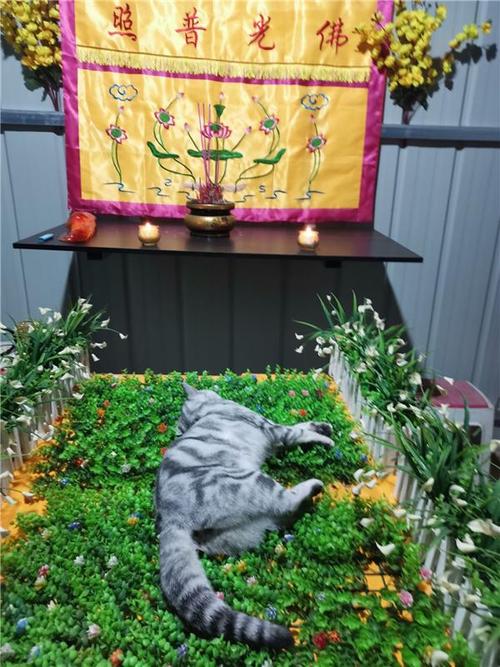 湘潭正规宠物殡葬公司，标准化宠物善后，宠物殡葬一条龙
