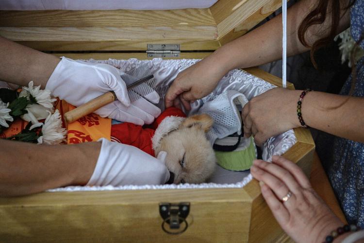 喀什正规宠物殡葬公司，标准化宠物善后，动物无害化处理中心
