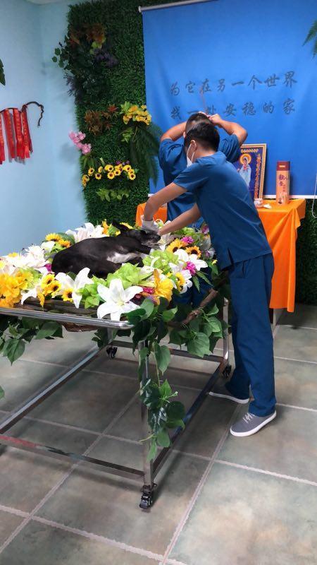 连云港宠物火化多少钱，标准化宠物善后，宠物殡葬一条龙