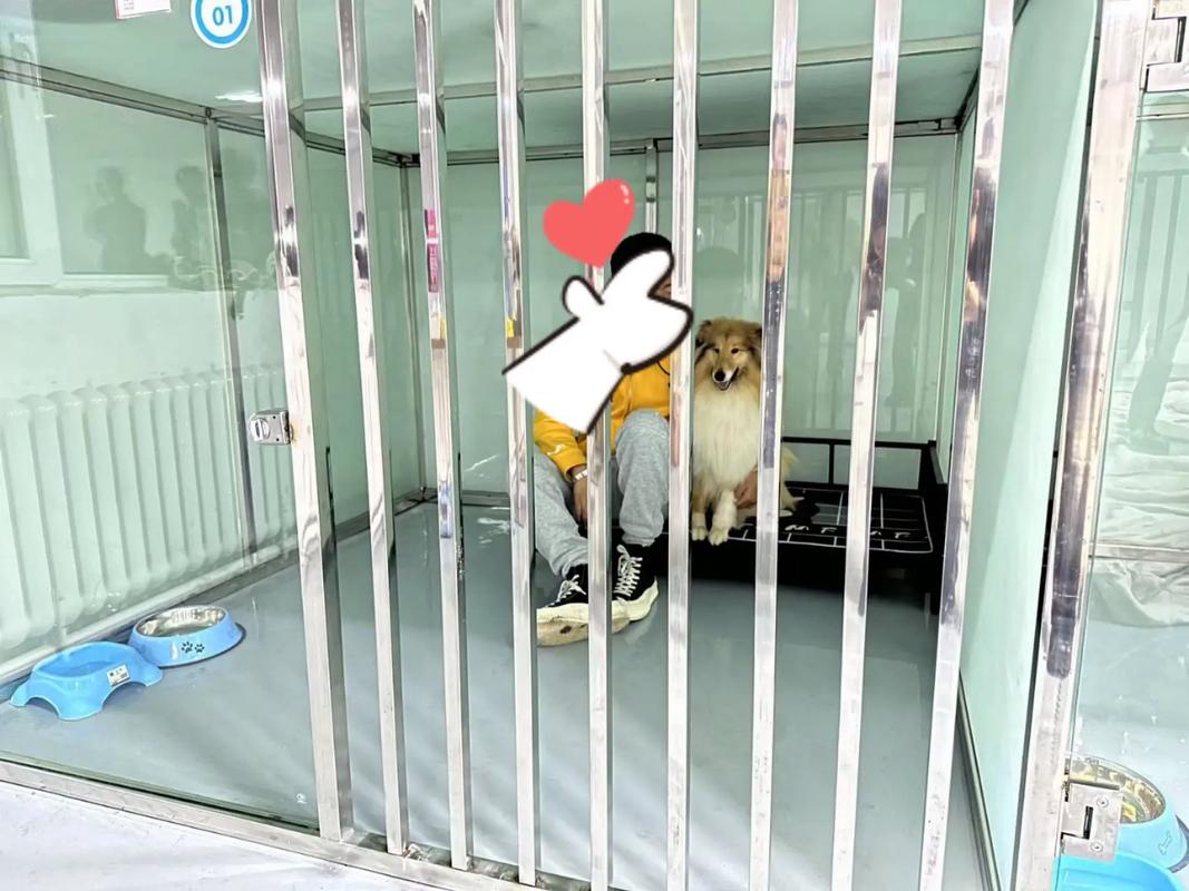 秦皇岛宠物寄养中心多少钱一天？提供24小时监控视频