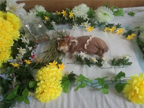 宜昌宠物殡葬服务，节假日正常营业，宠物殡葬一条龙