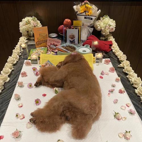 上海哪里有宠物殡仪馆，24小时营业，宠物殡葬一条龙