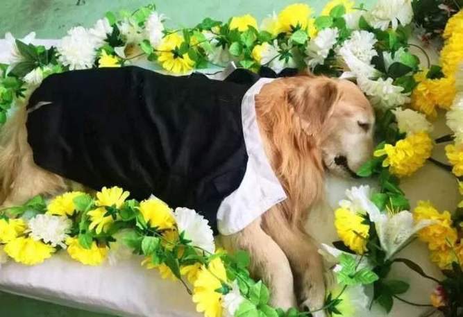 鹤岗宠物殡葬服务，24小时营业，宠物殡葬一条龙