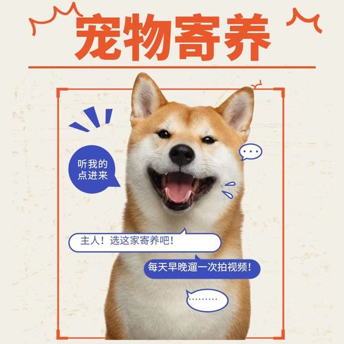 荆州宠物狗寄养好去处，提供24小时监控视频