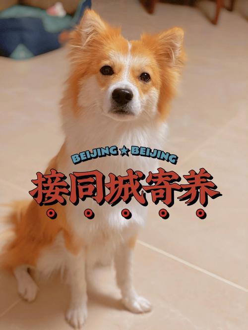 北京宠物狗寄养怎么收费?让您无后顾之忧
