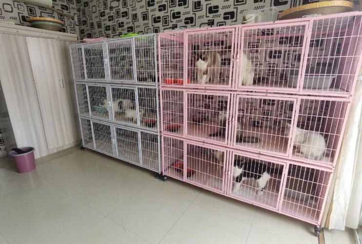 北京小长假宠物寄养好去处，提供24小时监控视频