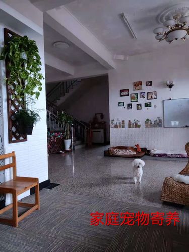 沧州宠物寄养好去处，提供24小时监控视频