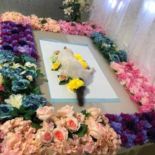 鹤岗宠物殡葬，标准化宠物善后，十年老店