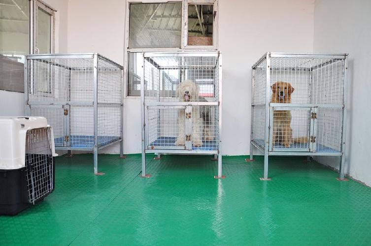 郑州宠物狗寄养多少钱一天？专业宠物护理，让您的宠物健康快乐