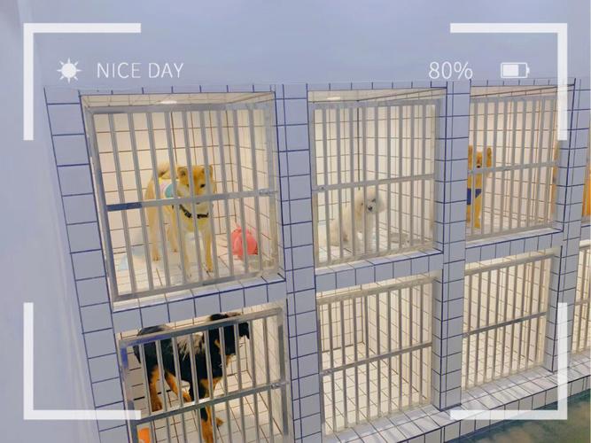 新乡宠物寄养中心好去处，提供24小时监控视频