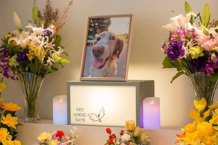 蚌埠宠物殡仪馆电话，标准化宠物善后，宠物殡葬一条龙