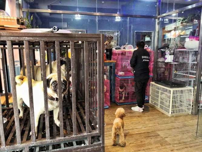 广州宠物狗寄养多少钱一天？提供24小时监控视频