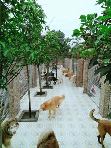 宁波家庭式宠物寄养多少钱一天？提供24小时监控视频