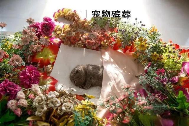 上海哪里有宠物殡仪馆，标准化宠物善后，宠物殡葬一条龙