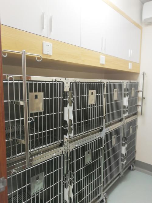 兰州宠物猫医院-24小时紧急救援服务