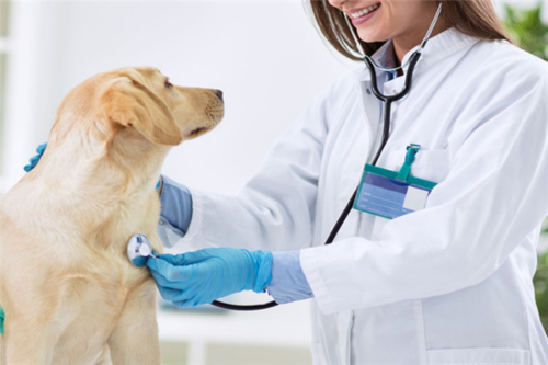 阜新宠物狗医院-专业团队，保障您的宠物健康